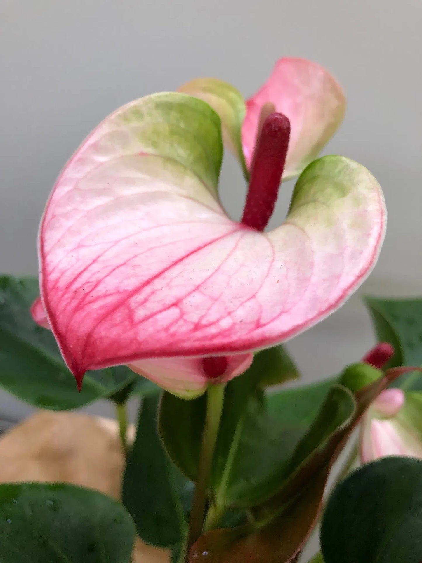 Anthurium Growing in Hydroponic Setup