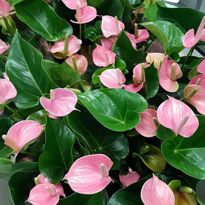 Pink Anthurium Plant for Indoor Decoration