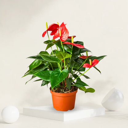 Anthurium Plant Growing Indoors in Decorative Pot