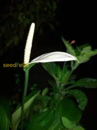 Anthurium Seeds For Hydroponics Planting Flower