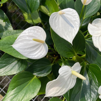Anturio Plant Seeds for Planting  Tropical Anthurium Red Blooms
