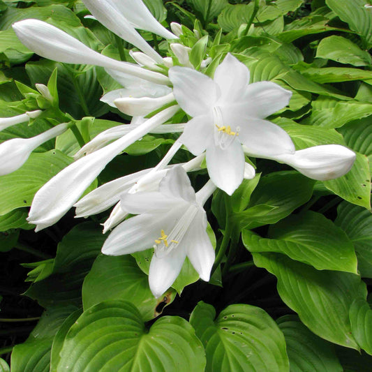 Hosta Nigrescens Plantain Lily Flower Seeds