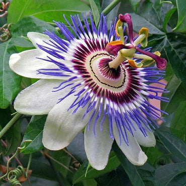 Passion Flower Seeds