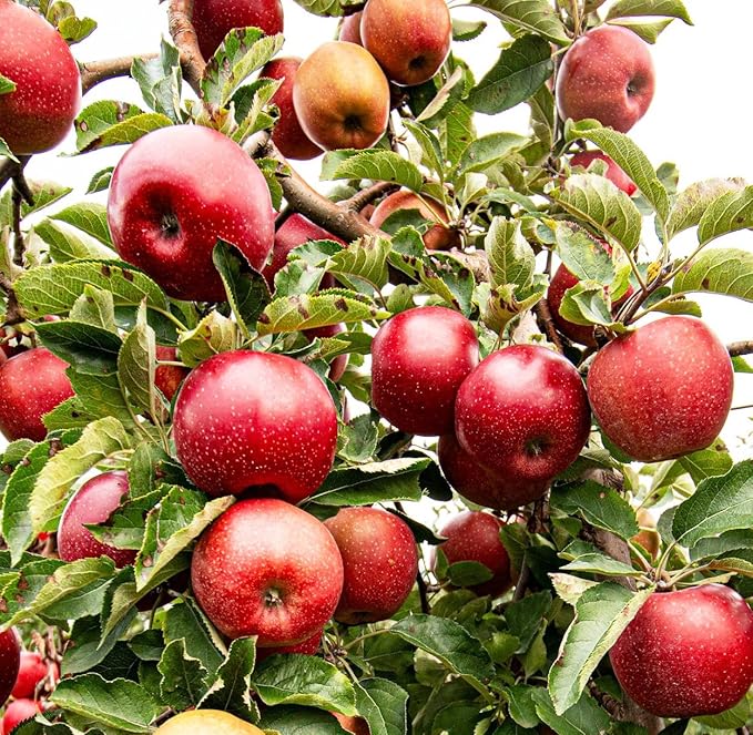 Apple Malus domestica Fruit Seeds for Planting in Garden