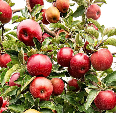 Apple Malus domestica Fruit Seeds for Planting in Garden