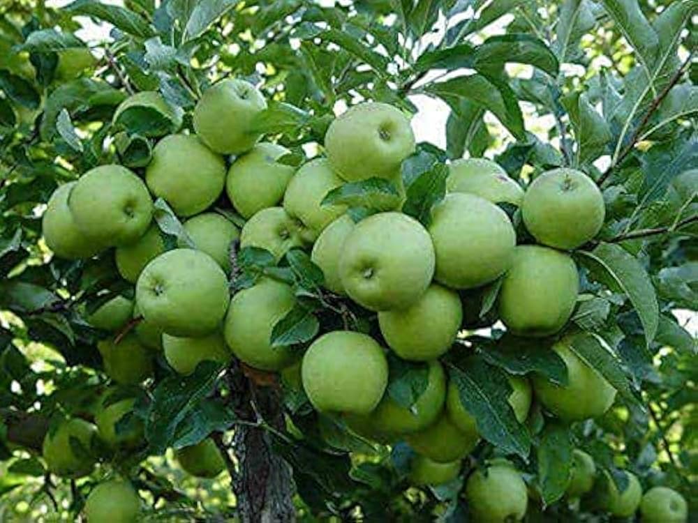 Green Apple Fruit Seeds for Planting - Crisp Apple Variety