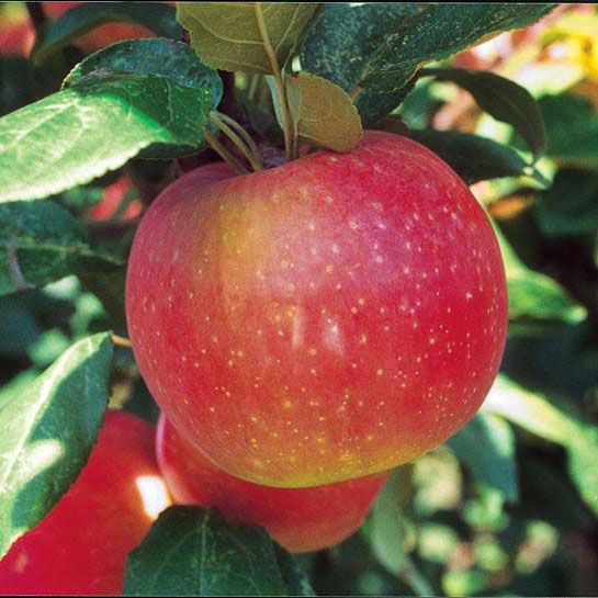Pink and Yellow Apple Seeds for Planting