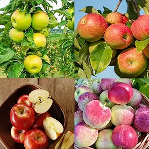 Apple Malus Domestica Fruit Seeds For Planting In Garden heirloom non-gmo organic garden seeds