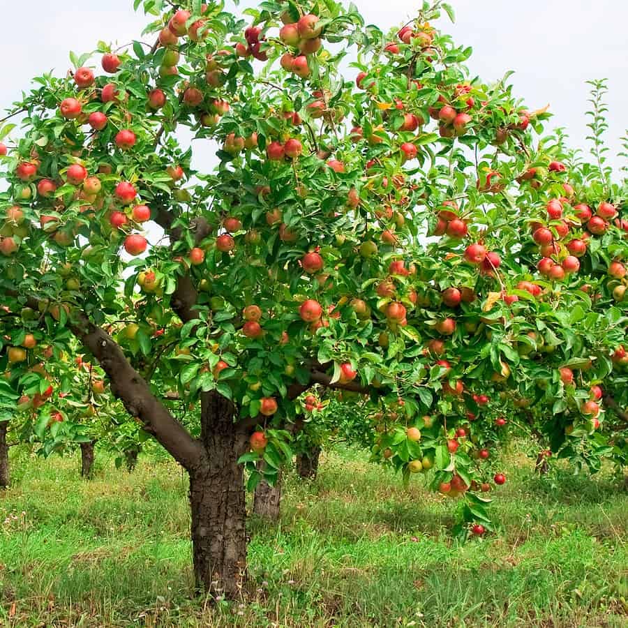Apple Seeds For Delicious Fruit: Planting Guide heirloom non-gmo organic garden seeds