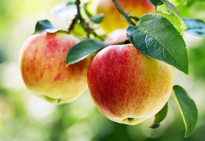 Apple Seeds for Delicious Fruit: Planting Guide