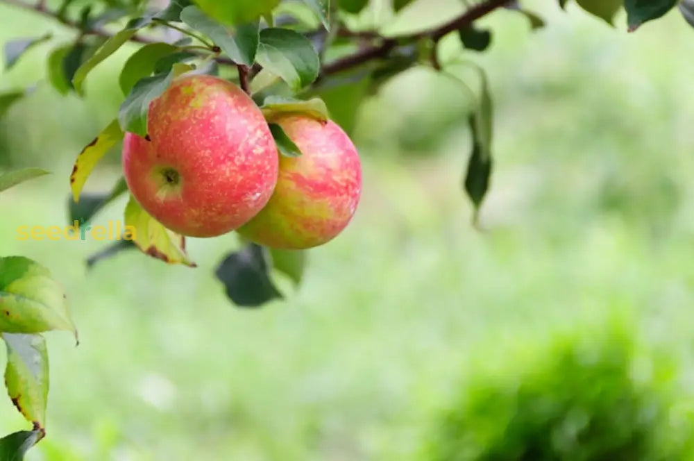 Red & Yellow Apple Fruit Seeds for Easy Planting