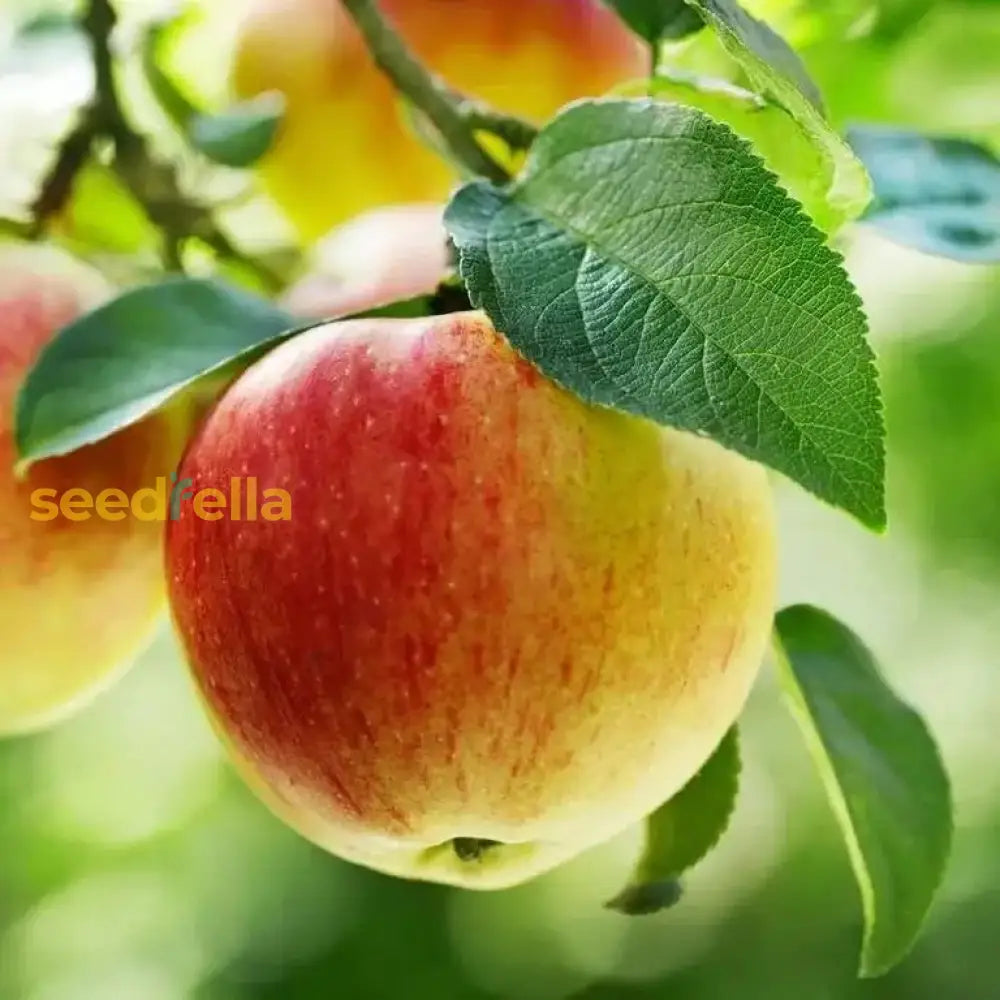 Red & Yellow Apple Fruit Seeds For Easy Planting heirloom non-gmo organic garden seeds