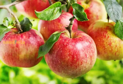 Red & Yellow Apple Fruit Seeds for Easy Planting