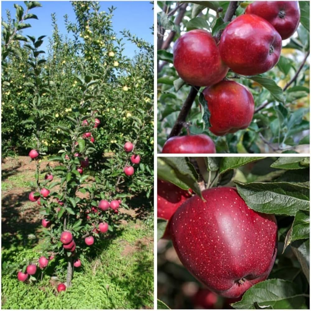 Apple Seeds For Planting Malus Domestica Orchard Home Garden heirloom non-gmo organic garden seeds