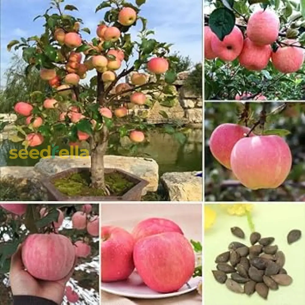 Apple Seeds For Planting Grow Fresh Fruit heirloom non-gmo organic garden seeds