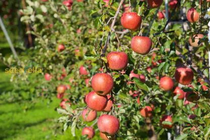 Fuji Apple Seeds for Planting Grow Sweet, Juicy Apples at Home