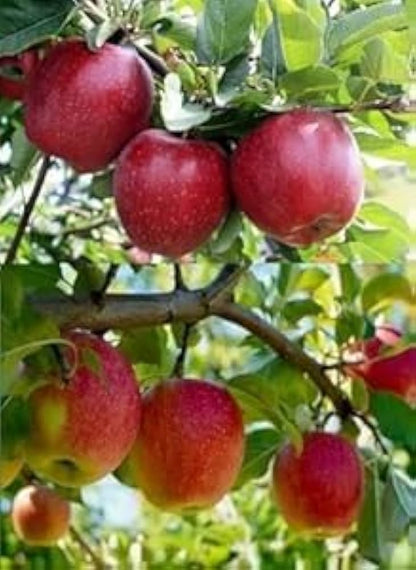 Apple Seeds for Planting Malus Domestica orchard home garden