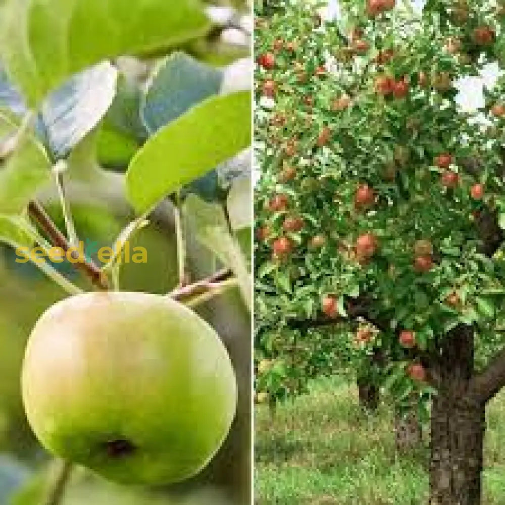 Mixed Apple Tree Seeds for Planting Diverse Varieties for a Bountiful Harvest