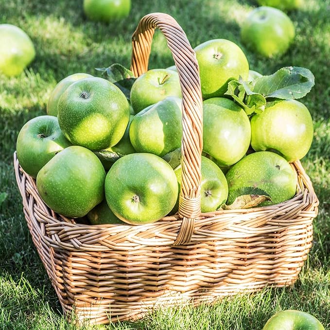 Apple Malus domestica Fruit Seeds for Planting in Garden