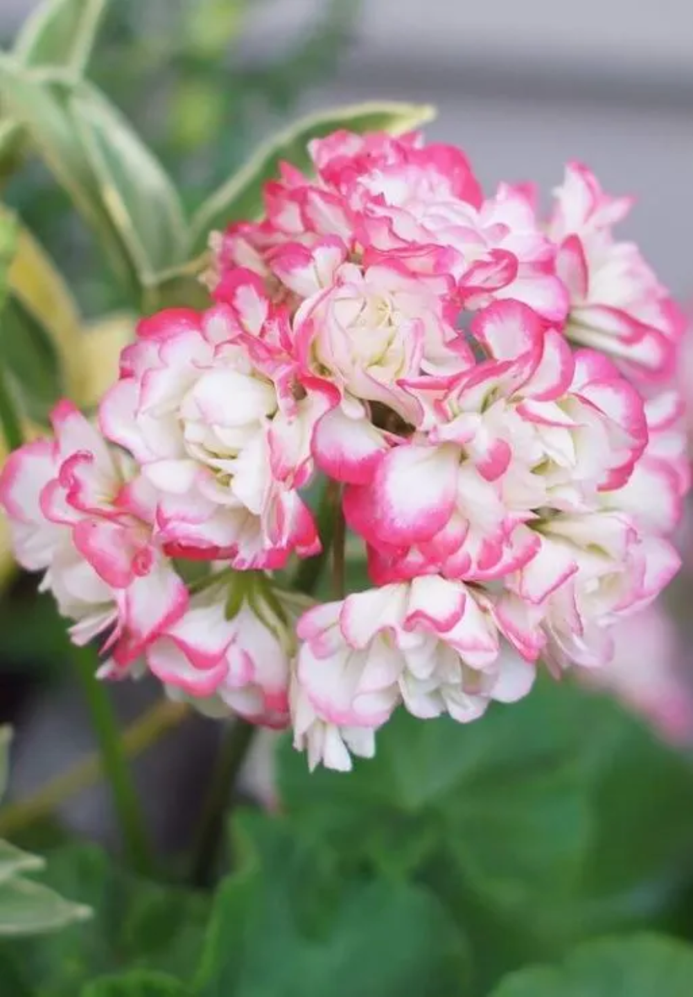 Pink White Geranium Flower Seeds
