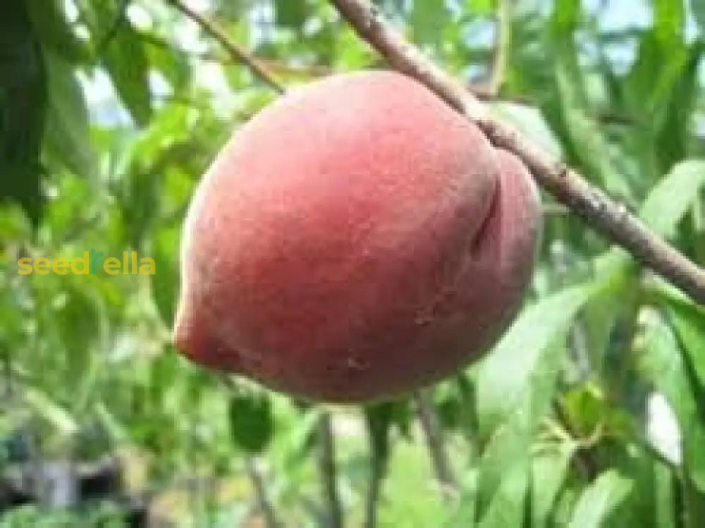 Apricot Fruit Seeds For Planting Grow Your Own Sweet Apricots heirloom non-gmo organic garden seeds