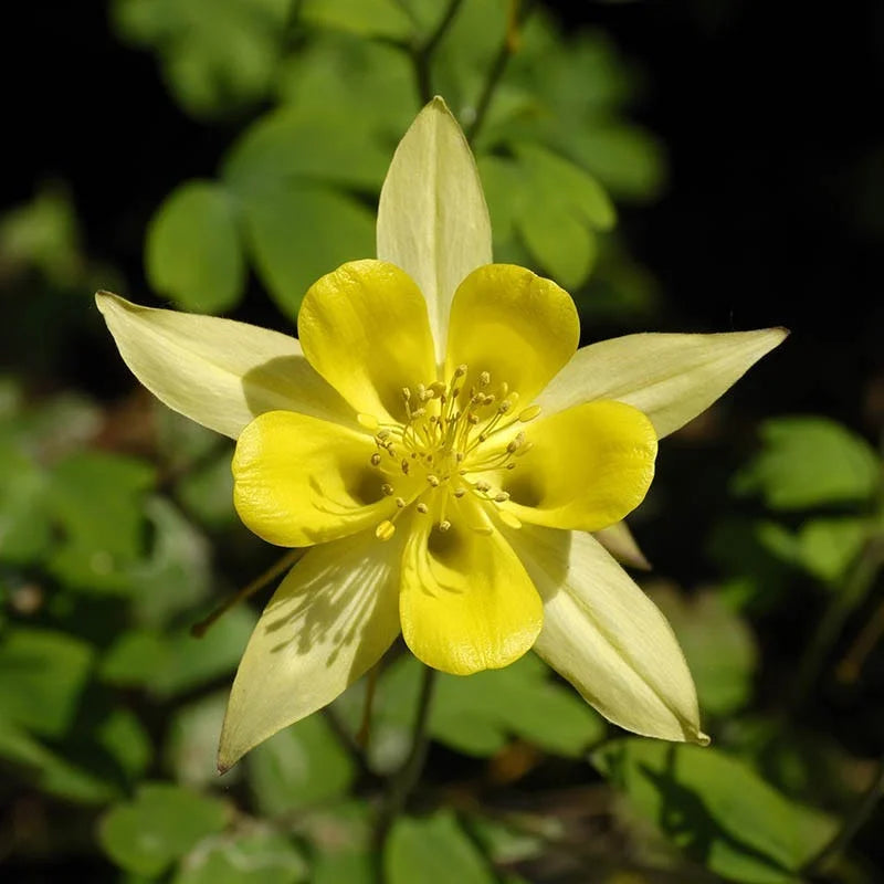 Aquilegia Bright Yellow Flower Seeds