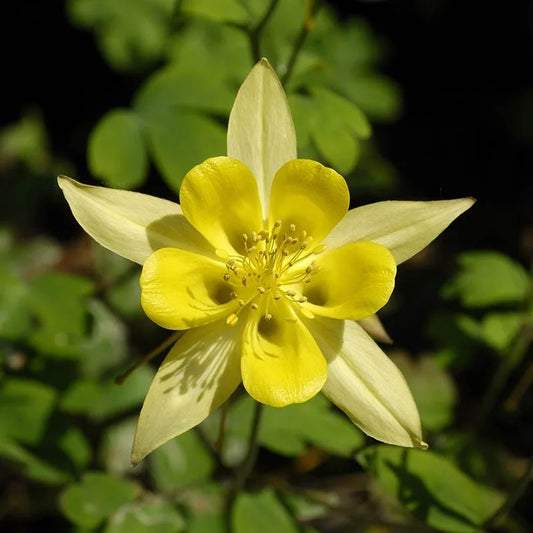Aquilegia Bright Yellow Flower Seeds