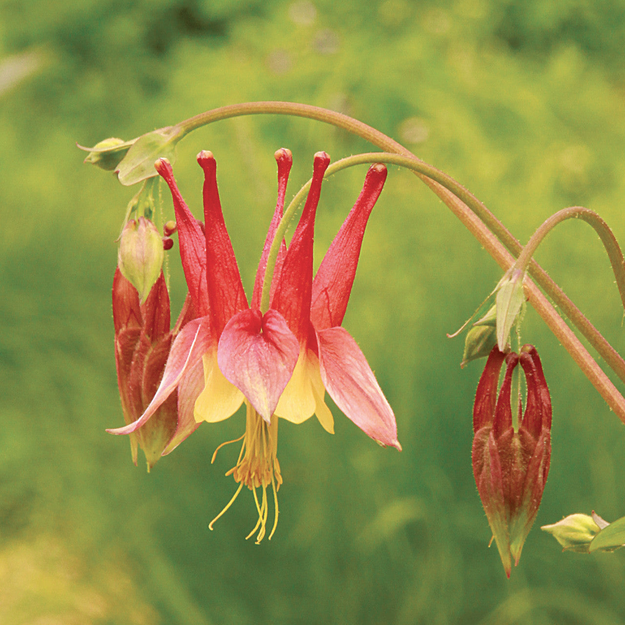 Aquilegia Flower Seeds for Elegant Planting