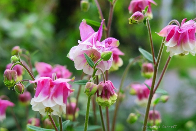 Pink Petticoat Columbine Flower Seeds