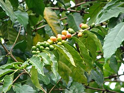 Arabica Coffee Tree (Coffea arabica) Shrub Seeds – Grow Your Own Coffee!