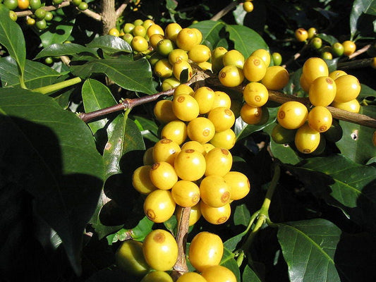 Arabica Coffee Tree Coffea Arabica Shrub Seeds – Grow Your Own Coffee! heirloom non-gmo organic garden seeds