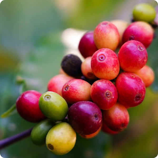 Arabica Coffee Tree Coffea Arabica Seeds heirloom non-gmo organic garden seeds