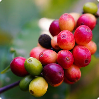 Arabica Coffee Tree Coffea Arabica Seeds heirloom non-gmo organic garden seeds
