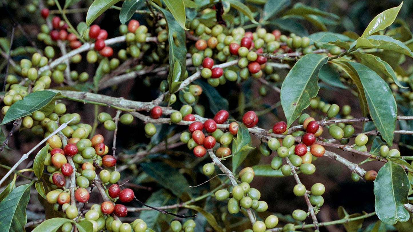 Arabica Coffee Tree (Coffea arabica) Seeds