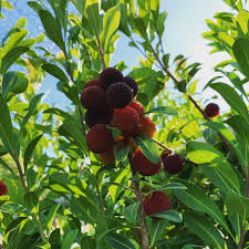 Arbutus Bayberry Fruit Seeds for Planting - Red