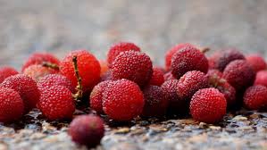 Arbutus Bayberry Fruit Seeds For Planting Red heirloom non-gmo organic garden seeds