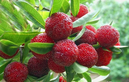 Arbutus Bayberry Fruit Seeds for Planting - Red