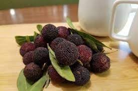 Arbutus Bayberry Fruit Seeds For Planting Grow Edible Berries heirloom non-gmo organic garden seeds