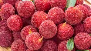Evergreen Garden Seeds: Arbutus Fruit Planting