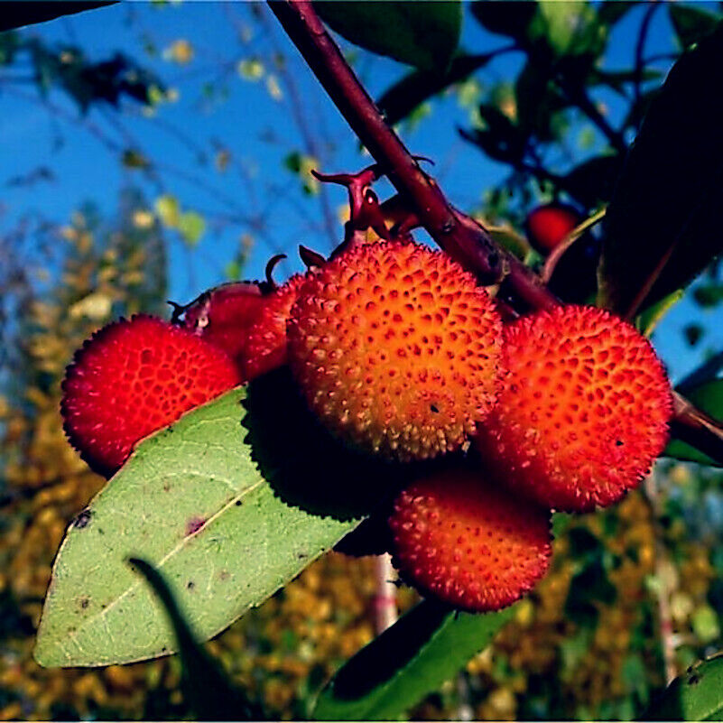 Arbutus Fruit Seeds for Mixed Color Planting