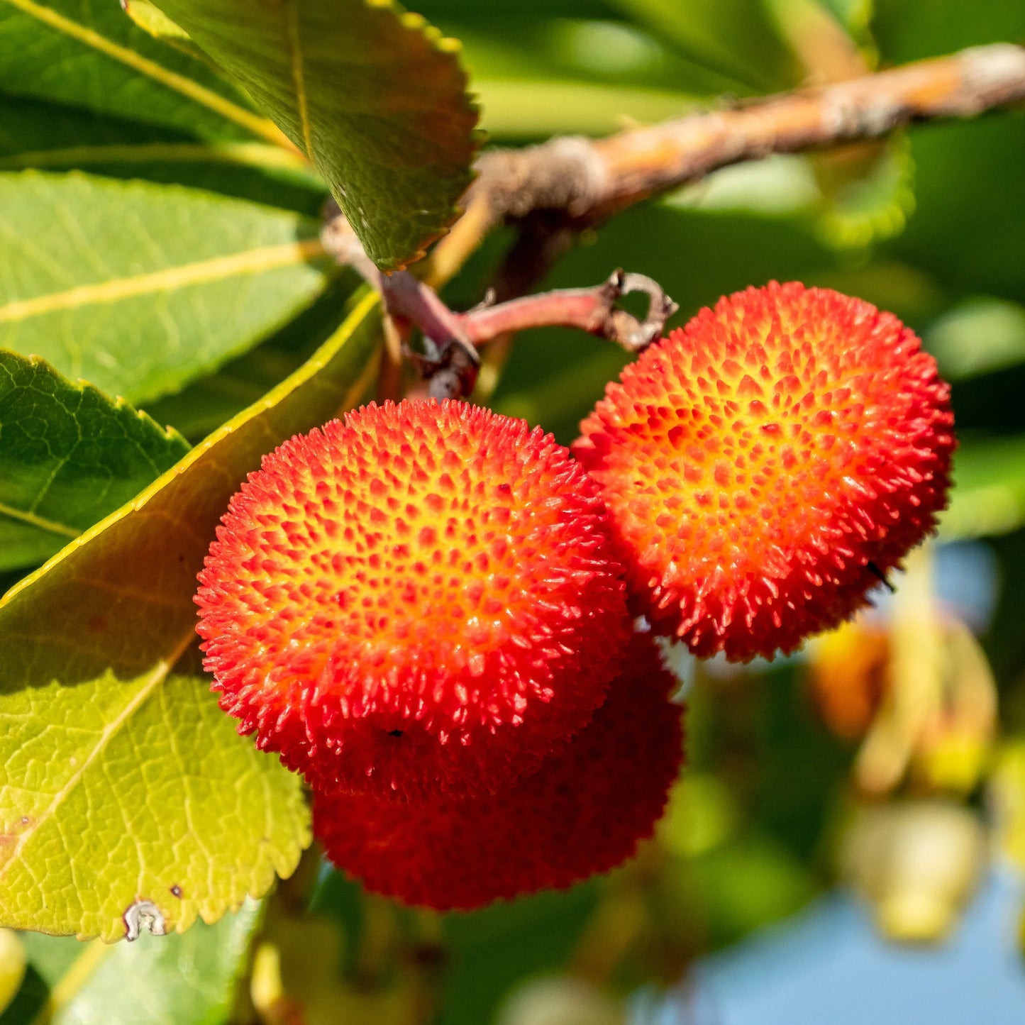 Arbutus Fruit Seeds for Mixed Color Planting