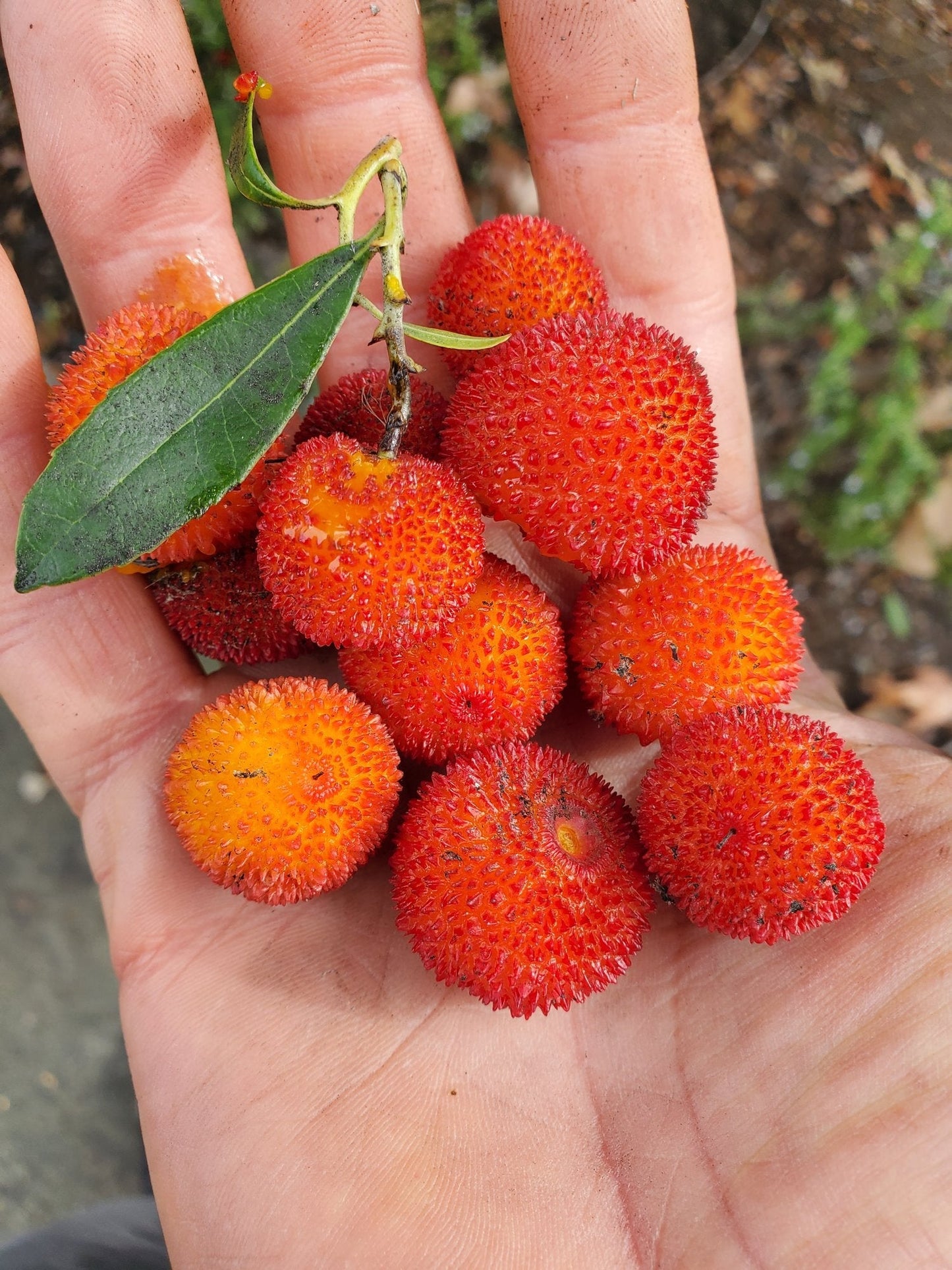 Evergreen Garden Seeds: Arbutus Fruit Planting
