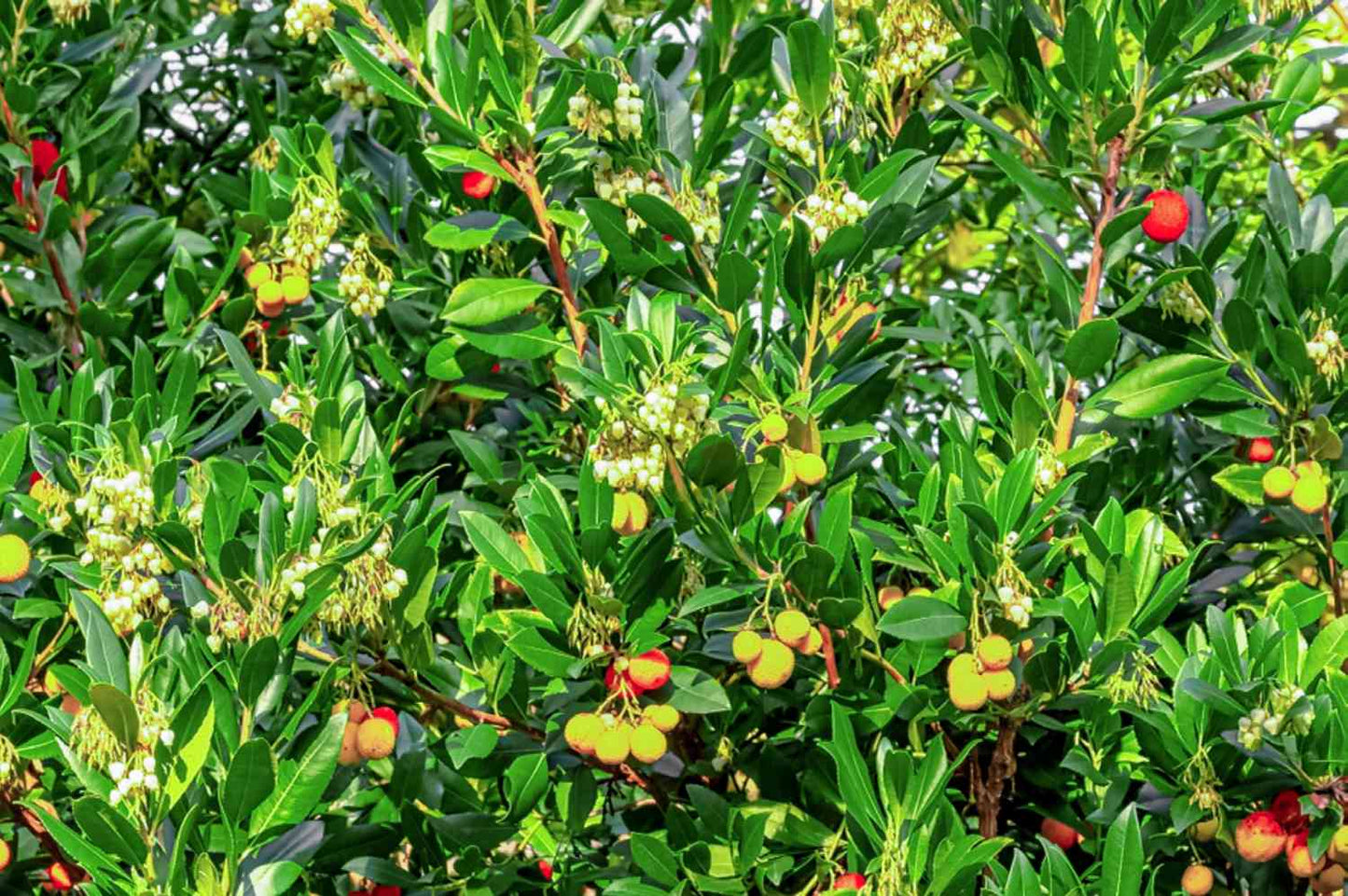 アルブチスの種：豊かな実りのための植え付け