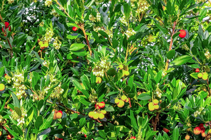 アルブチスの種：豊かな実りのための植え付け