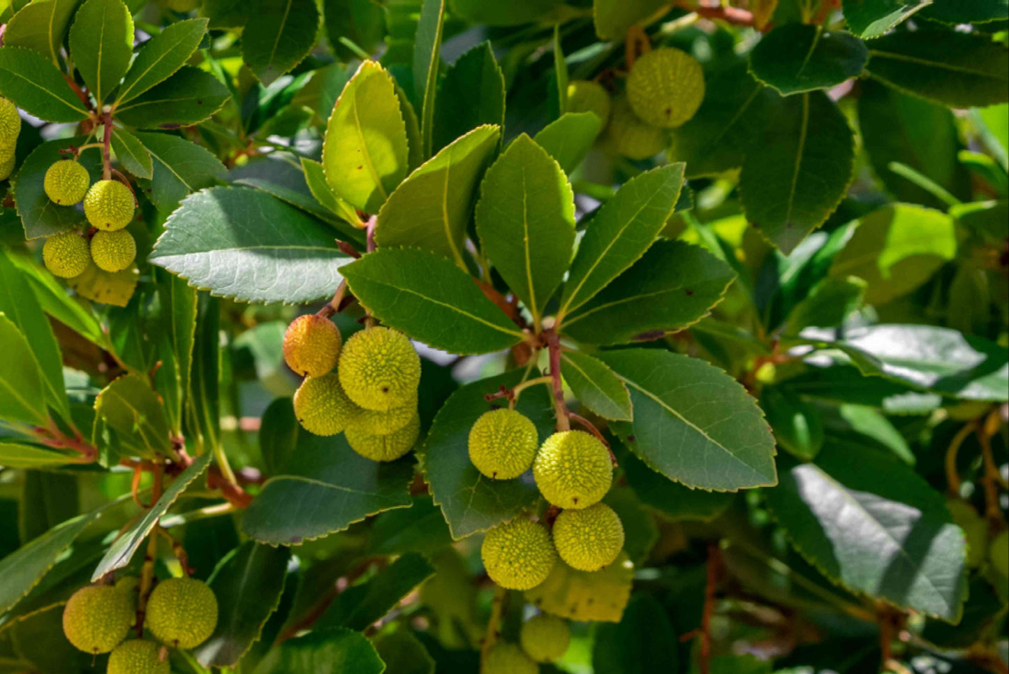 アルブチスの種：豊かな実りのための植え付け