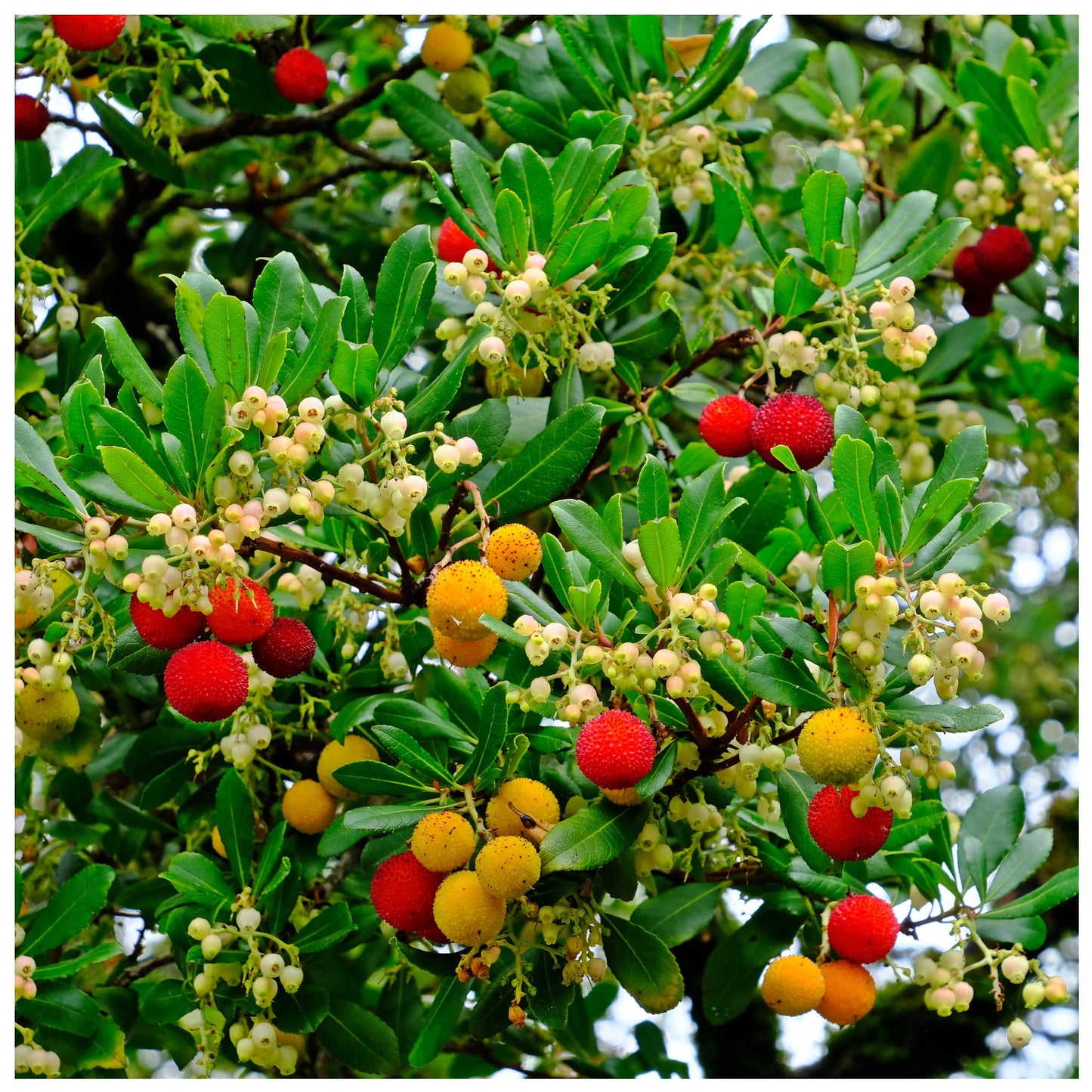 Arbutus Seeds for Planting Unique Fruits