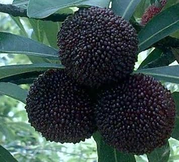 Arbutus Seeds For Planting Unique Fruits heirloom non-gmo organic garden seeds