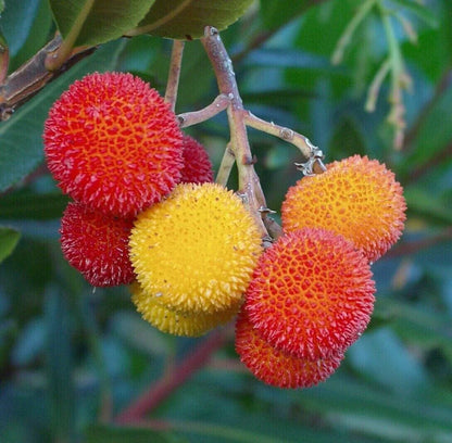 Arbutus Unedo Strawberry Tree Seeds - Planting Mix