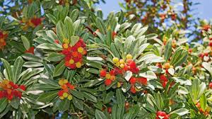 Arbutus Unedo Strawberry Tree Seeds - Planting Mix