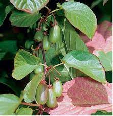 Variegated Arctic Beauty Kiwi (Actinidia kolomikta) Edible Fruit Vine Seeds
